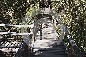 rain forest walk way in Ang Ka nature trail located in Doi inthanon national park, the highest peak in Thailand