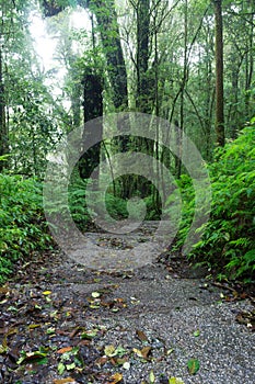 Rain Forest Walkway