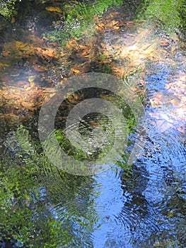 Rain Forest Water Reflections