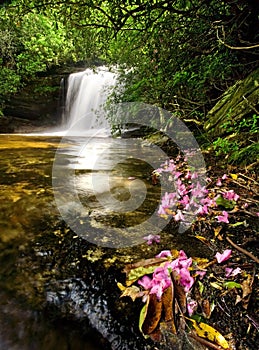 Rain Forest Waterfall and Flowers