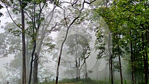 Rain forests of western ghats, Karnataka