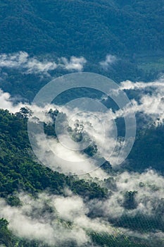 Rain forrest in the national park. colorful mixed forest shrouded in morning fog on a beautiful autumn day