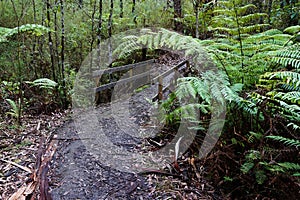 Rain Forest Walking path