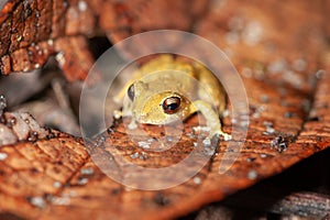 Rain frog photo
