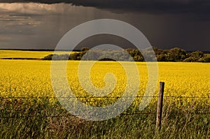 Rain front approaching Saskatchewan canola crop