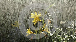 Rain in garden