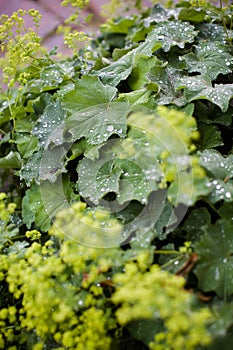 Rain in Garden