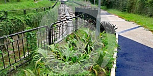 Rain garden in Bukit Batok