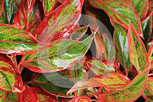 After rain garden, colorful leaves with water drop for use as background