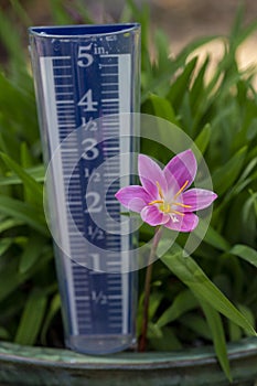 Rain gauge and rainflower