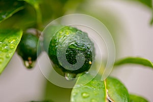 After the rain, green kumquals and leaves