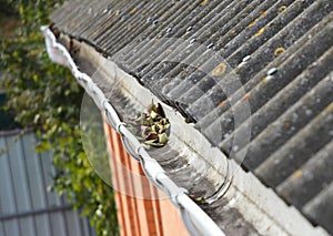 Rain Gutter Cleaning from Leaves in Autumn . Asbestos Roof.