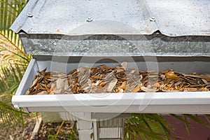 Rain Gutter Clogged With Leaves