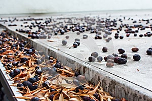 Rain gutter completely clogged with leaves and olives