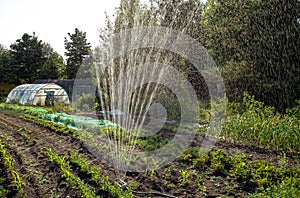 Rain imitation spinning water irrigation system in home domestic household vegetable garden.