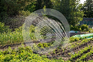 Rain imitation spinning water irrigation system in home domestic household vegetable garden.