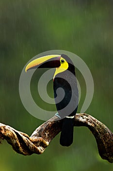 Rain in jungle. Big beak bird Chesnut-mandibled Toucan sitting on the branch in tropical rain with green jungle background. Wildli