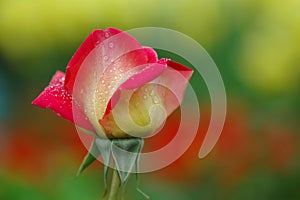 Rain kissed rose