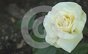 Rain Kissed White Rose