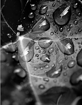 Rain on leaf close up
