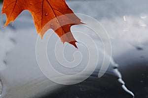 Rain on leaf close-up
