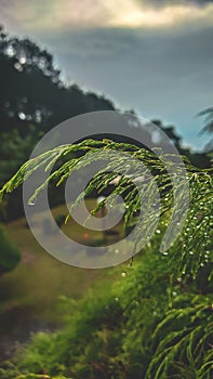 rain that leaves drops of water droplets on the leaves