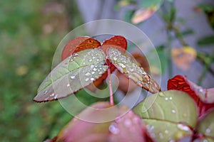 rain leaves drops of water on leaves