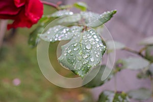 rain left drops of water in leaves