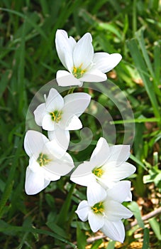 Rain Lilies