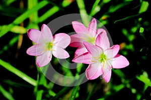 Rain Lilies flower.