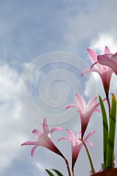 Rain lilies in the sun