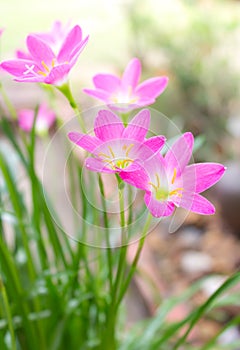 Rain lily flower