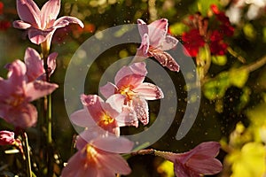 Rain Lily flower (Zephyranthes) in water drops. Soft focus.