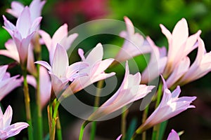 Rain Lily flowers