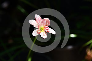 Rain lily or groun lily, a colorful flowering plant