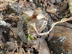 Rain lily new seedling germinate from bulb cutting for propagation