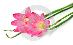 Rain lily over white background