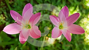 Rain Lily Pink Flowers - Zephyranthes