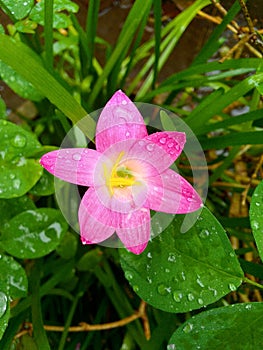 A rain lily with a rainy day