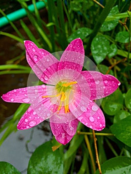 A rain lily with a rainy day