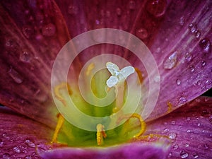 Rain Lily at Rainy Day