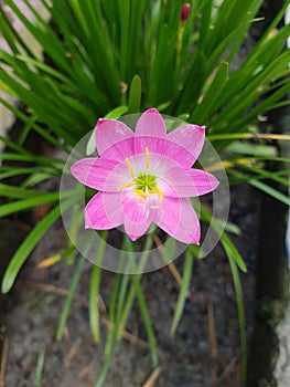 Rain lily red flower  farden