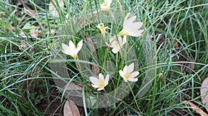 Rain Lily is a type of ornamental plant