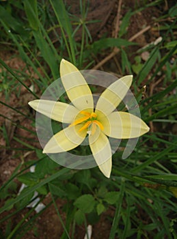 Rain lily