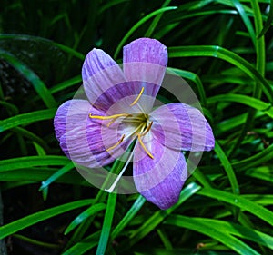 Rain lily Zephyranthes grandiflora. Native to southern North America, Central America, and South America photo