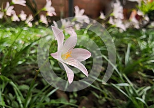Rain lily, Zephyranthes. Ornamental garden with bright grass. Pale pink flower