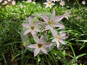 Rain lily, Zephyranthes. Ornamental garden with field and grass background.