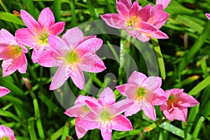 The Rain Lily or Zephyranthes spp. flower