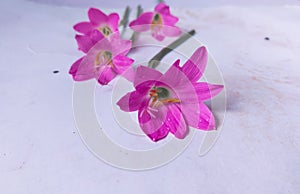 Rain Lilys Pink Color And White Background