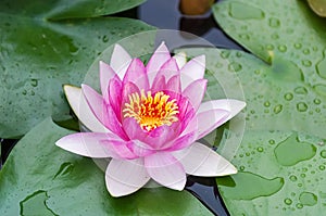 Rain lotus.